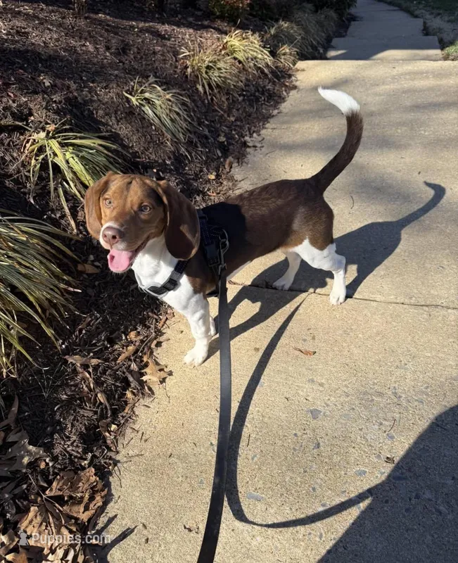Spunky – Beagle puppy for sale in Rockville, MD