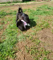 Dutchess , a female Pekingese for sale in Anna, IL – 5 of 10