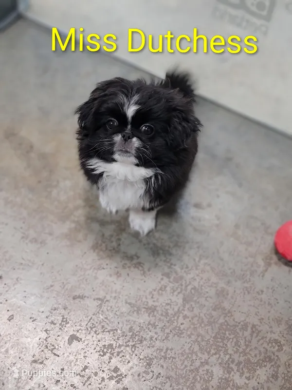 Dutchess  – Pekingese puppy for sale in Anna, IL