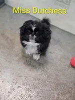 Dutchess , a female Pekingese for sale in Anna, IL – 1 of 10