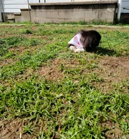 Dutchess , a female Pekingese for sale in Anna, IL – 3 of 10