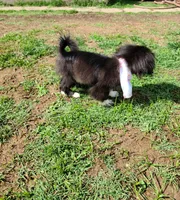Dutchess , a female Pekingese for sale in Anna, IL – 6 of 10