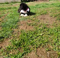 Dutchess , a female Pekingese for sale in Anna, IL – 7 of 10