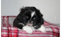 Dutchess , a female Pekingese for sale in Anna, IL – 10 of 10