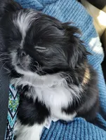 Dutchess , a female Pekingese for sale in Anna, IL – 9 of 10