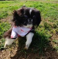 Dutchess , a female Pekingese for sale in Anna, IL – 4 of 10