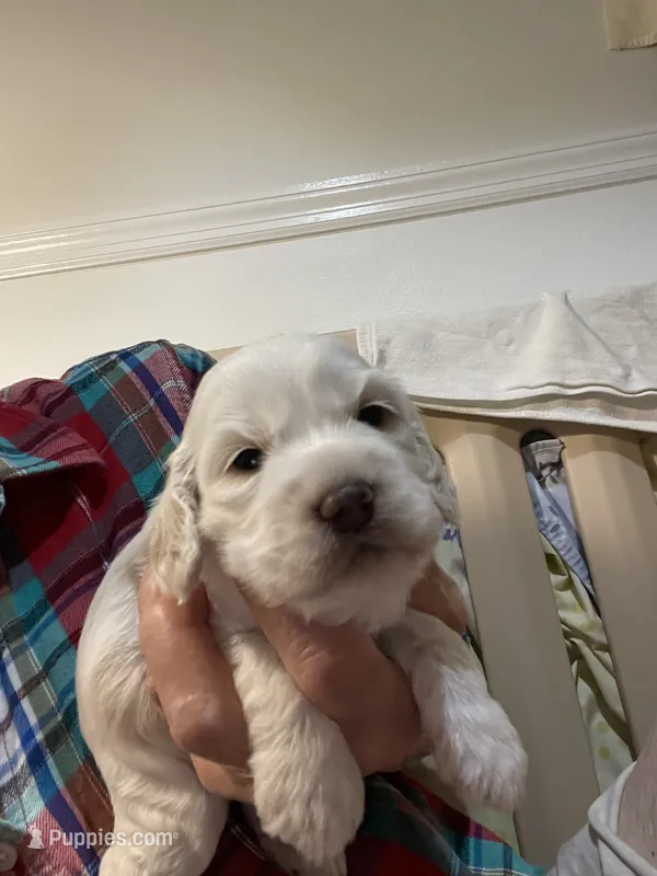 Fawn – Cockapoo puppy for sale in Sewell, NJ