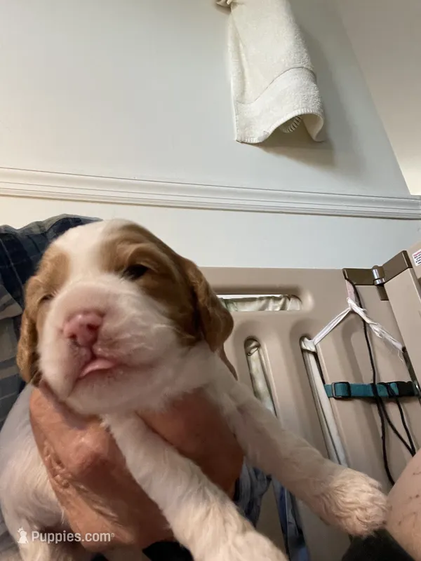 Valentina – Cockapoo puppy for sale in Sewell, NJ