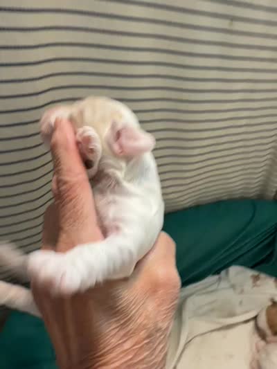 ANTONIO, a male Cockapoo for sale in Turnersville, NJ – 3 of 3