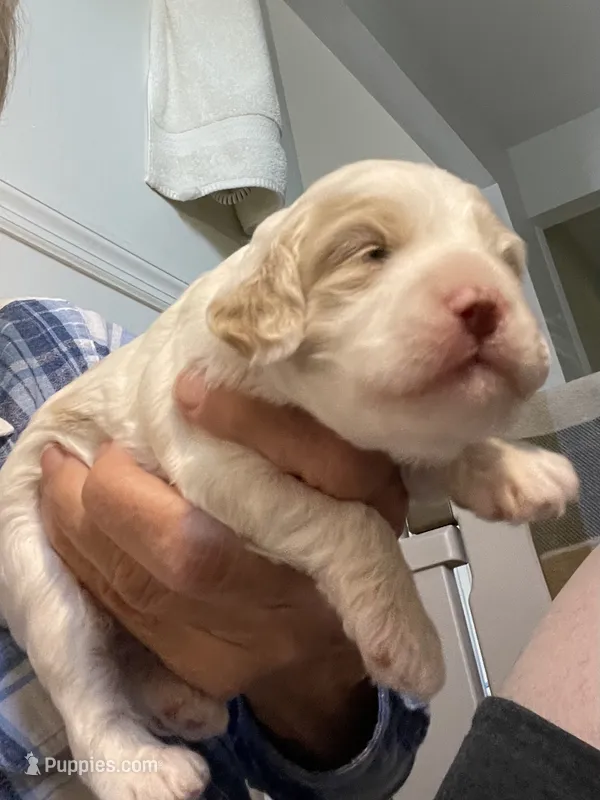 ANTONIO – Cockapoo puppy for sale in Sewell, NJ