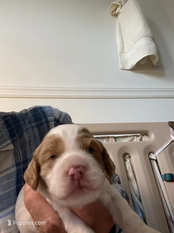Valentina – Cockapoo puppy for sale in Sewell, NJ