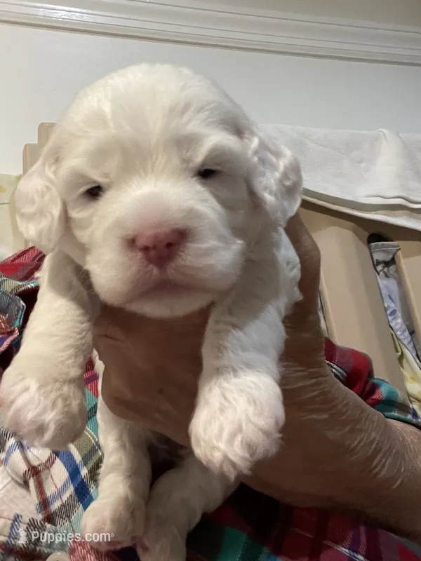 Snow – Cockapoo puppy for sale in Sewell, NJ