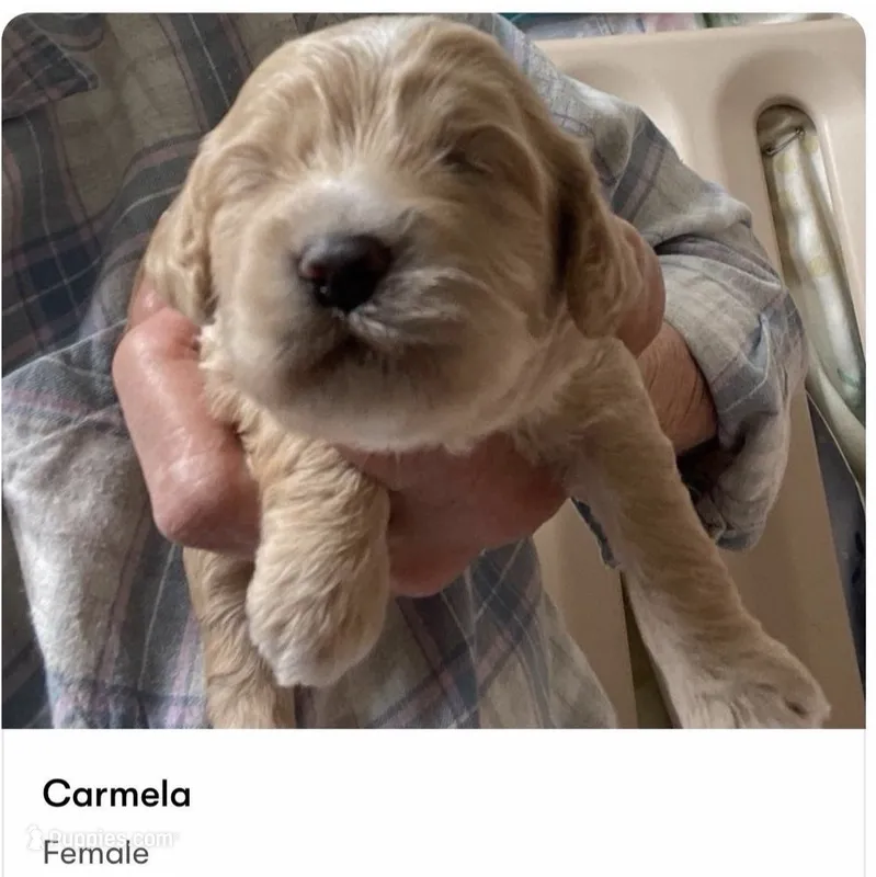 CARMELLA – Cockapoo puppy for sale in Sewell, NJ
