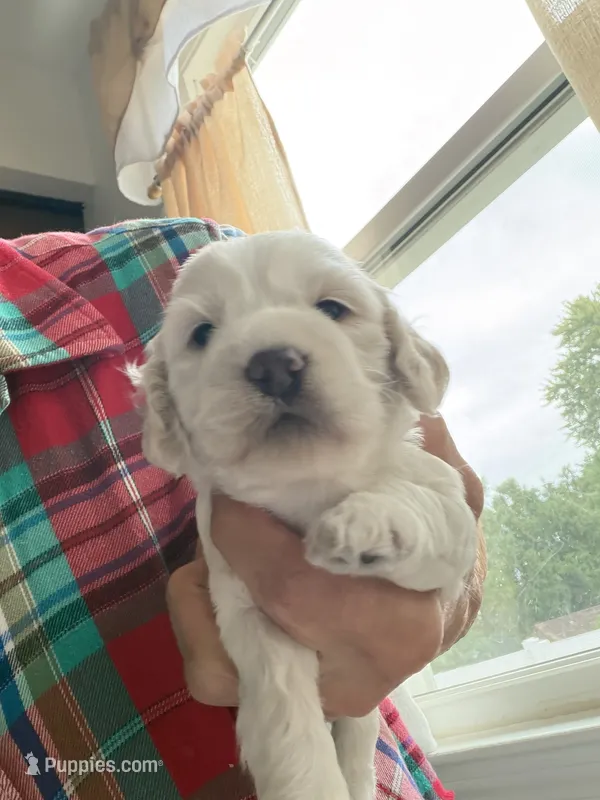 Snow – Cockapoo puppy for sale in Sewell, NJ