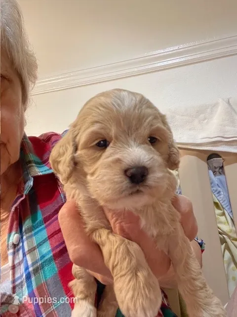CARMELLA – Cockapoo puppy for sale in Sewell, NJ