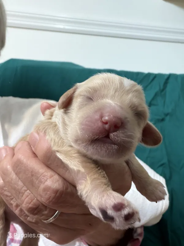 CARMELLA – Cockapoo puppy for sale in Turnersville, NJ