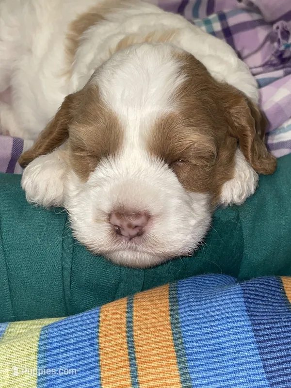 Valentina – Cockapoo puppy for sale in Sewell, NJ