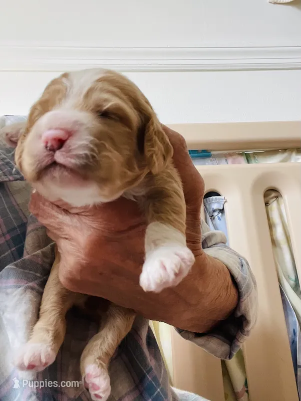 Botia – Cockapoo puppy for sale in Sewell, NJ