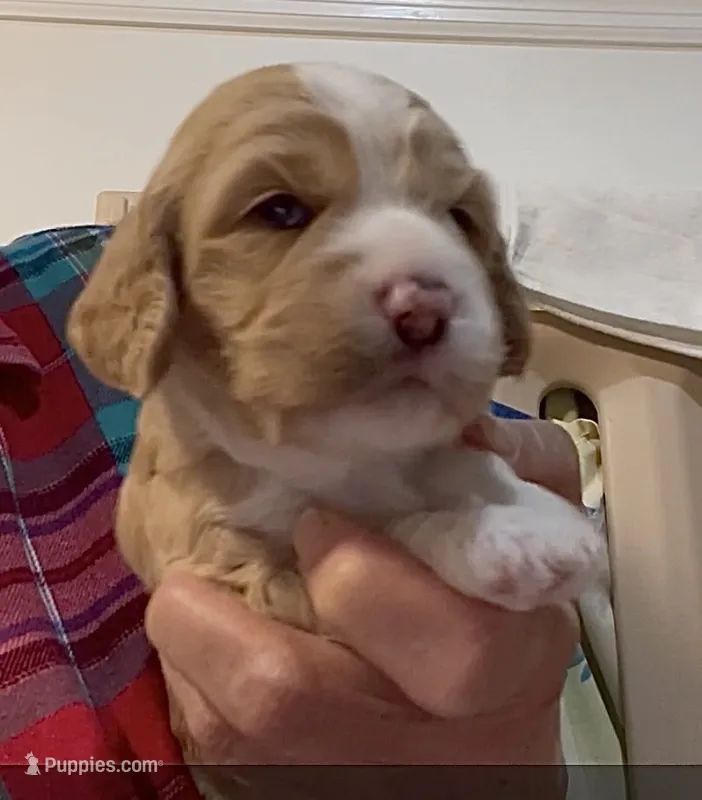 Botia – Cockapoo puppy for sale in Sewell, NJ