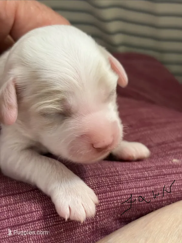 Fawn – Cockapoo puppy for sale in Turnersville, NJ