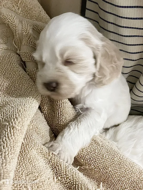 Fawn – Cockapoo puppy for sale in Sewell, NJ