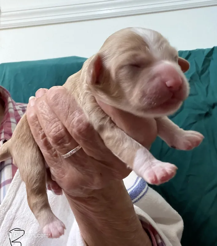Botia – Cockapoo puppy for sale in Turnersville, NJ