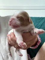 Valentina, a female Cockapoo for sale in Turnersville, NJ – 3 of 3