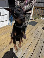 Night Sky, a female Doberman Pinscher for sale in Cleveland, TN – Photo 5 of 6