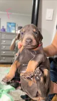 Night Sky, a female Doberman Pinscher for sale in Cleveland, TN – Photo 1 of 6