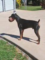 Night Sky, a female Doberman Pinscher for sale in Cleveland, TN – Photo 4 of 6