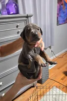 Night Sky, a female Doberman Pinscher for sale in Cleveland, TN – Photo 2 of 6