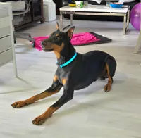 Courage, a female Doberman Pinscher for sale in Cleveland, TN – Photo 4 of 7