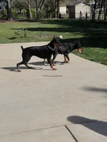 Courage, a female Doberman Pinscher for sale in Cleveland, TN – Photo 6 of 7