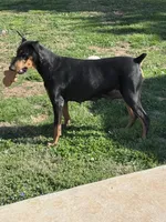 Courage, a female Doberman Pinscher for sale in Cleveland, TN – Photo 7 of 7