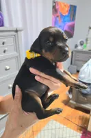 Courage, a female Doberman Pinscher for sale in Cleveland, TN – Photo 2 of 7