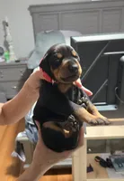 Maximus, a male Doberman Pinscher for sale in Cleveland, TN – Photo 2 of 7