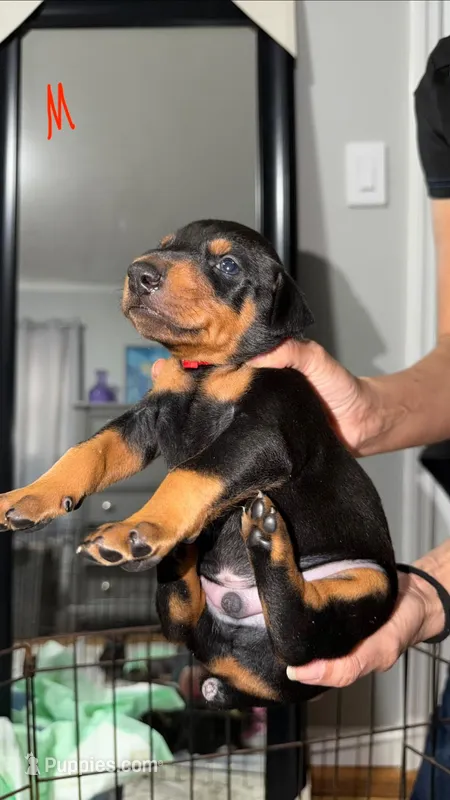 Maximus – Doberman Pinscher puppy for sale in Cleveland, TN