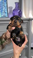 Maximus, a male Doberman Pinscher for sale in Cleveland, TN – Photo 3 of 7