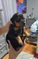 Siren, a female Doberman Pinscher for sale in Cleveland, TN – Photo 2 of 6