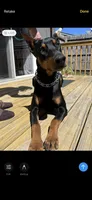 Siren, a female Doberman Pinscher for sale in Cleveland, TN – Photo 6 of 6