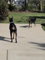 Bear, a male Doberman Pinscher for sale in Cleveland, TN – Photo 4 of 7