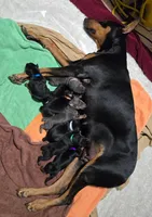 Bear, a male Doberman Pinscher for sale in Cleveland, TN – Photo 3 of 7