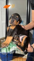 Bear, a male Doberman Pinscher for sale in Cleveland, TN – Photo 7 of 7