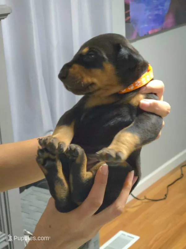 Bear – Doberman Pinscher puppy for sale in Cleveland, TN