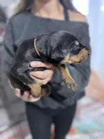 Bear, a male Doberman Pinscher for sale in Cleveland, TN – Photo 6 of 7