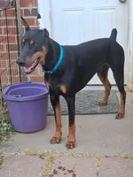 Bear, a male Doberman Pinscher for sale in Cleveland, TN – Photo 2 of 7