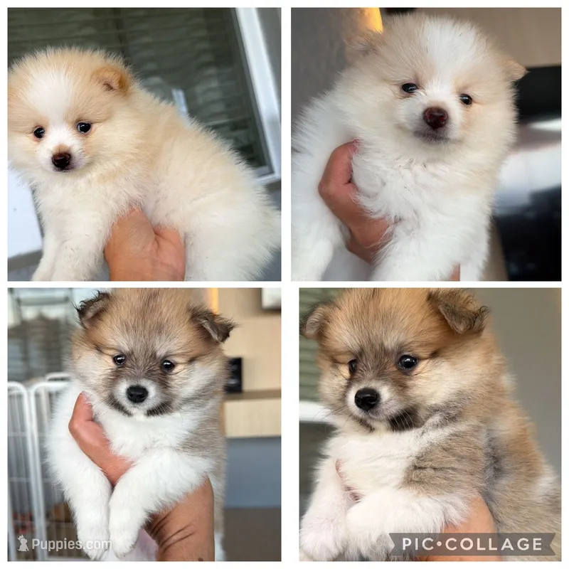 Pomeranian  – Pomeranian puppy for sale in Winter Haven, FL