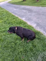 Patriot , a male Rottweiler for sale in Waldron, MI – 3 of 3