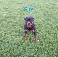 Liberty , a female Rottweiler for sale in Waldron, MI – 2 of 3