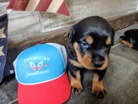 American Sweetheart , a female Rottweiler for sale in Waldron, MI – 1 of 3